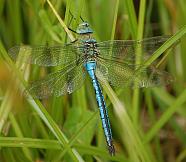 Emperor Dragonfly (male)