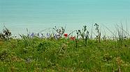 Two red Tulips stading out among wild flowers, on clifftop.