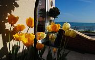 Pretty Tulips, near Bournemouth beach.