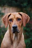 Zeea- Rhodesian Ridgeback