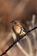 Stonechat