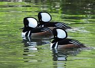 Hooded Merganser drakes displaying