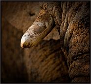 Elephant Tusk abstract