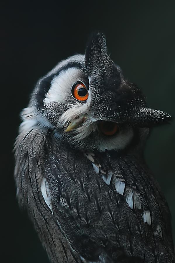 White Faced Scops Owl, Ebbw Vale Owl Sanctuary.