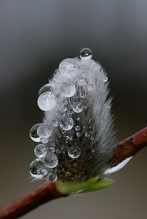 Catkin, Knocknageehy, Cork.