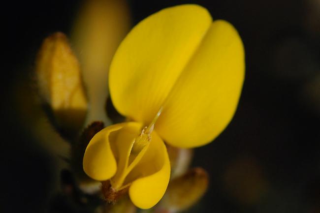 Gorse, Portsmouth.