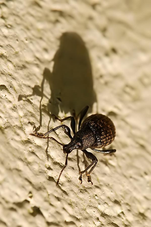 Vine Weevil, Knocknageehy, Cork.