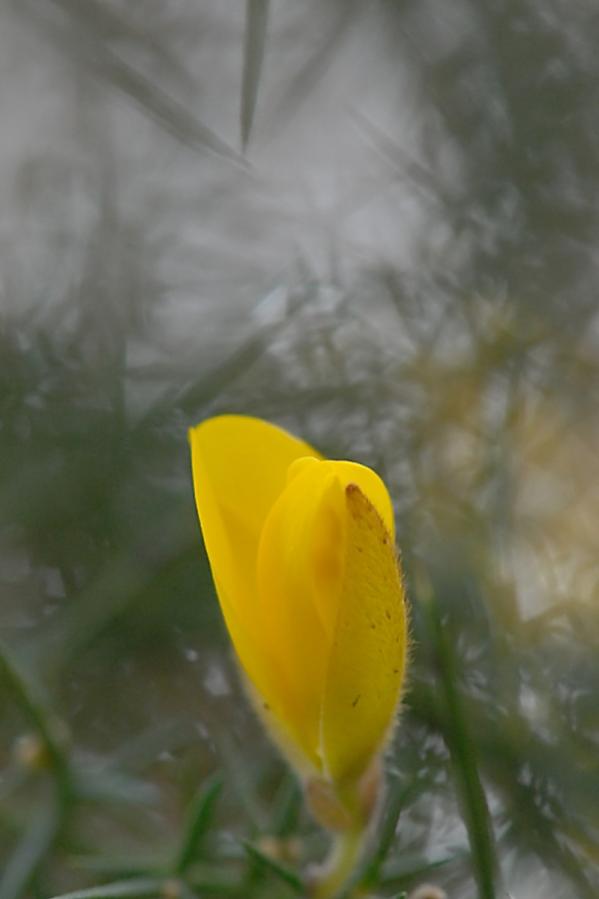 Gorse