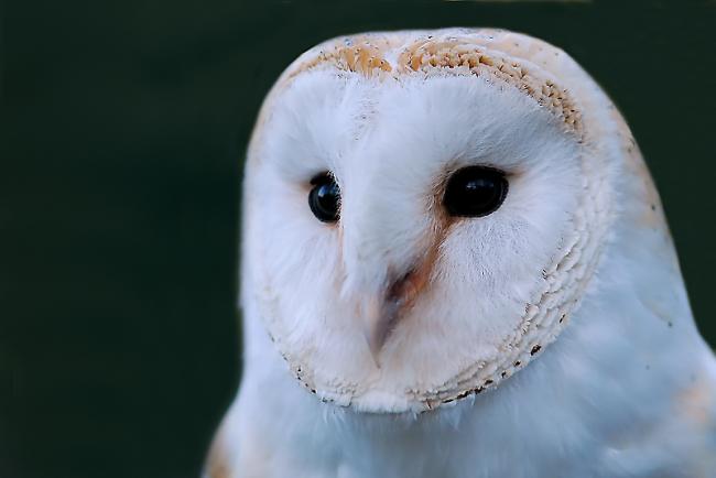 Barn Owl