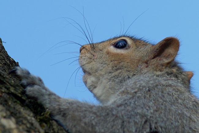 Squirrel