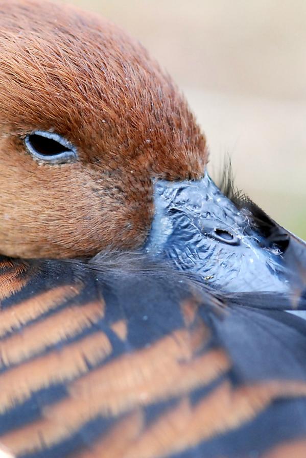 Fulvous Whistling Duck