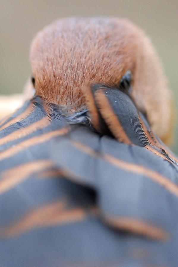 Fulvous Whistling Duck