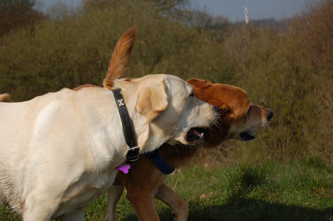 Skye Jake Fighting