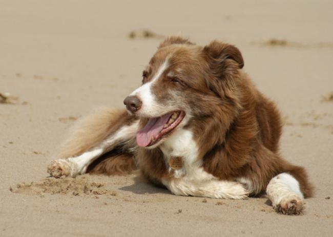 The Jazz amn Chillin' on the beach