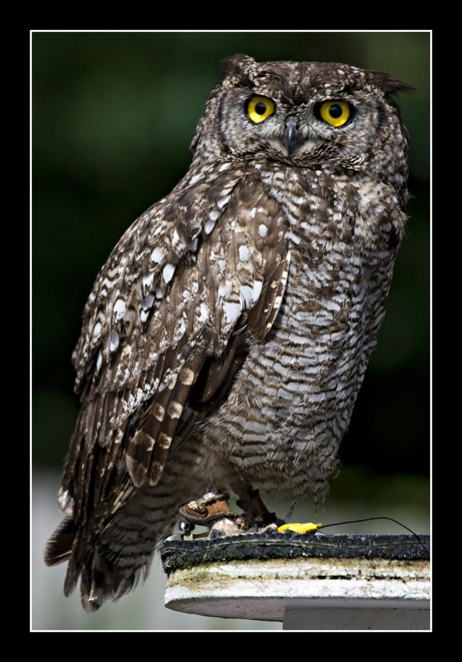 Spotted Eagle Owl