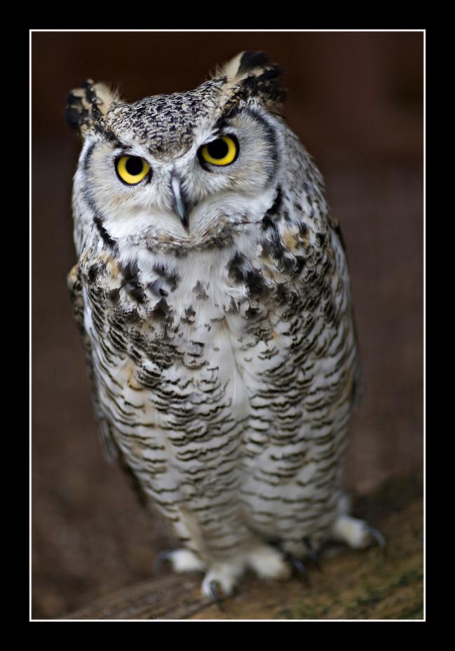 Snowy Owl