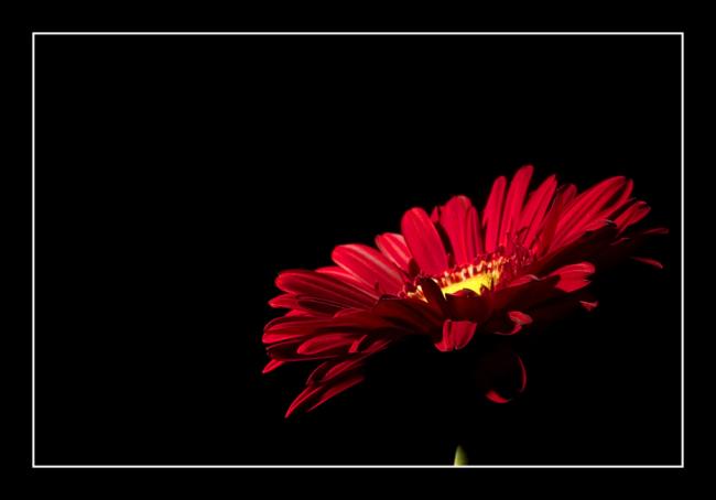 Gerber Daisy