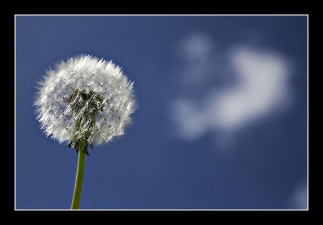 Dandelion