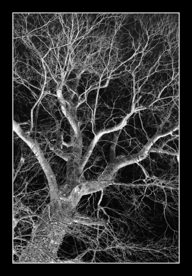 Spooky Tree