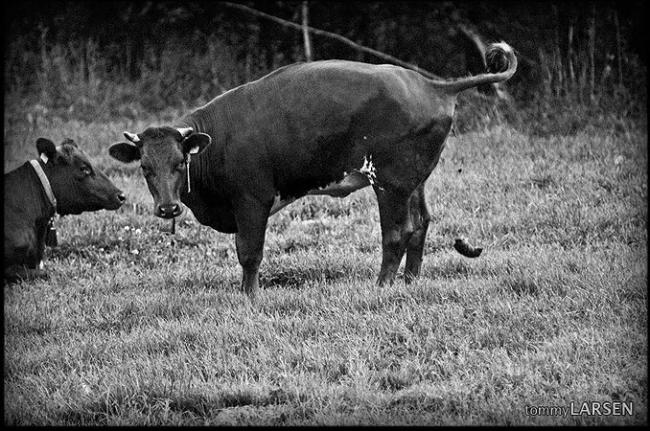 Pooping Cow