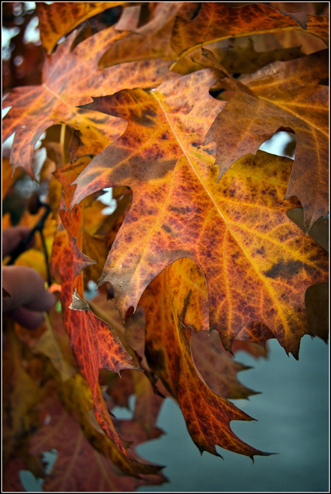 Leaf Panel