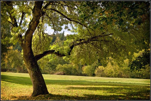 Trojan Park Tree