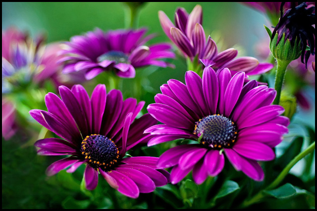 African Daisy