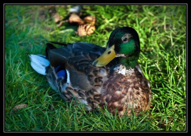 Duck At Rest