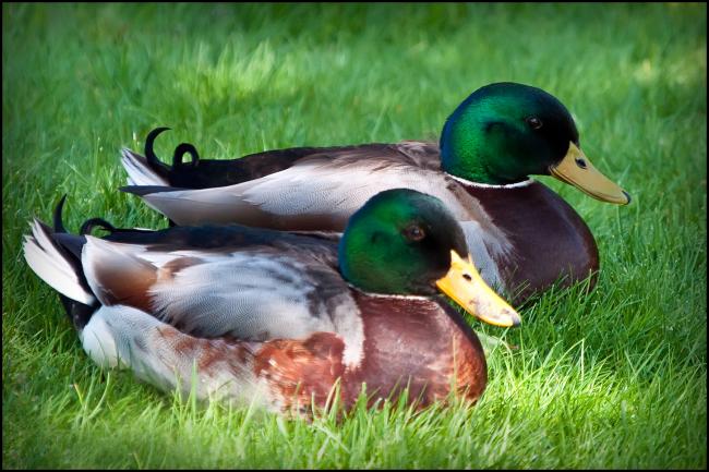 Two Mallards 1 4x6