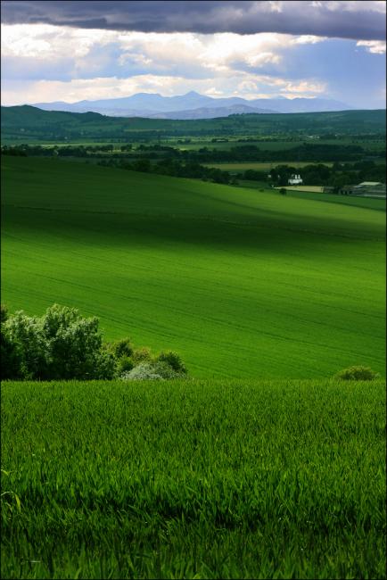 Green Fields