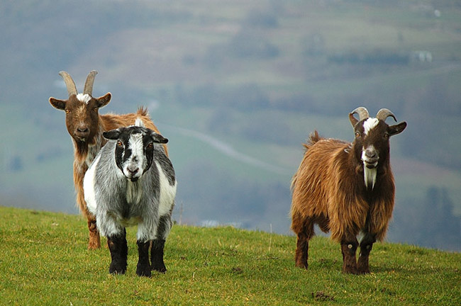 Pygmy Goats! Cute little things, quite friendly too - esp when their owner came out to give them some food.