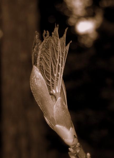 A bud on a Horse Chestnut tree.