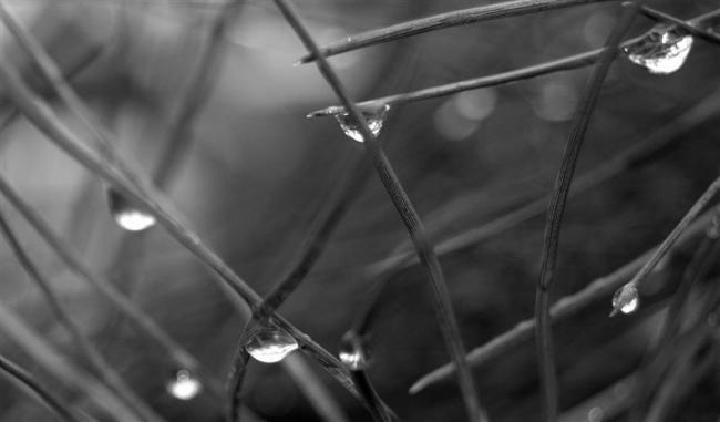 Raindrops in the grass.