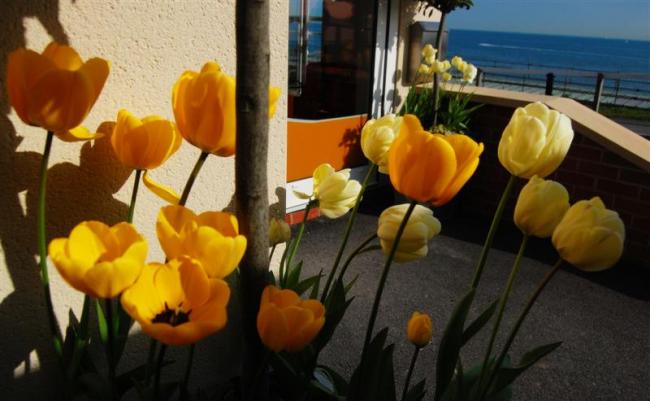 Pretty Tulips, near Bournemouth beach.