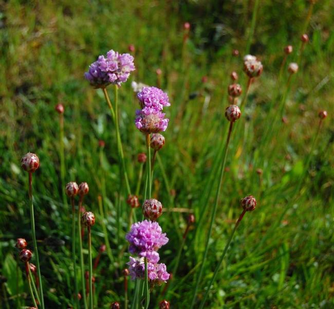 Red Clover