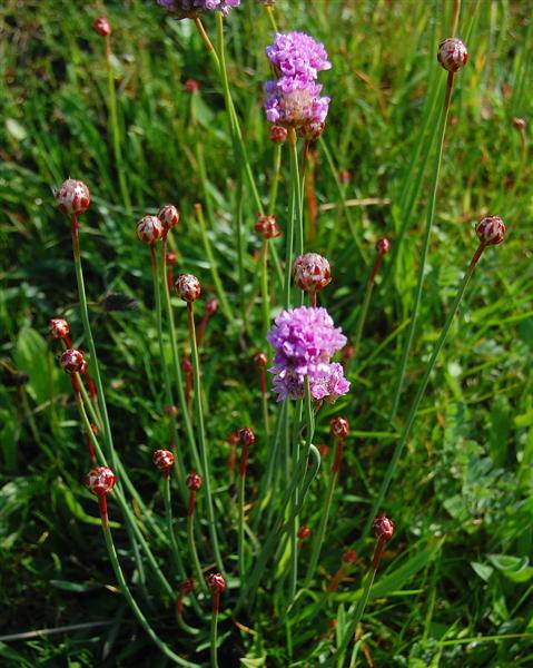 Red Clover