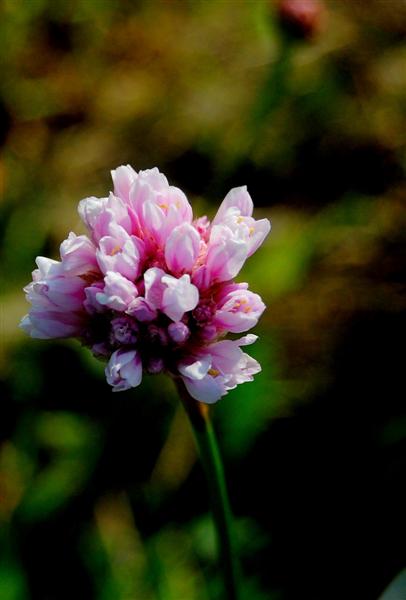 Red Clover