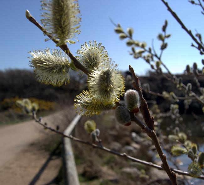 Catkins at Hengistbury Head.