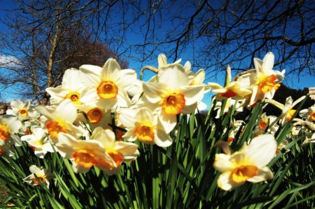 Spring Bouquet