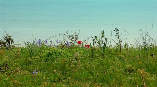 Two red Tulips stading out among wild flowers, on clifftop.