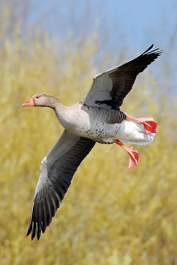 Greylag Goose