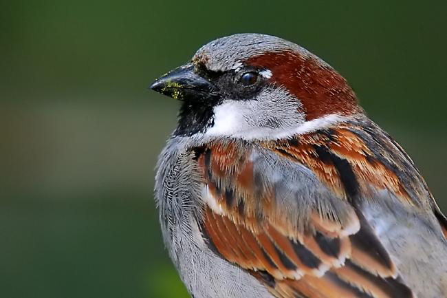 House Sparrow