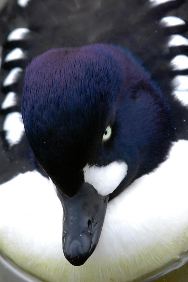 Barrow's Goldeneye