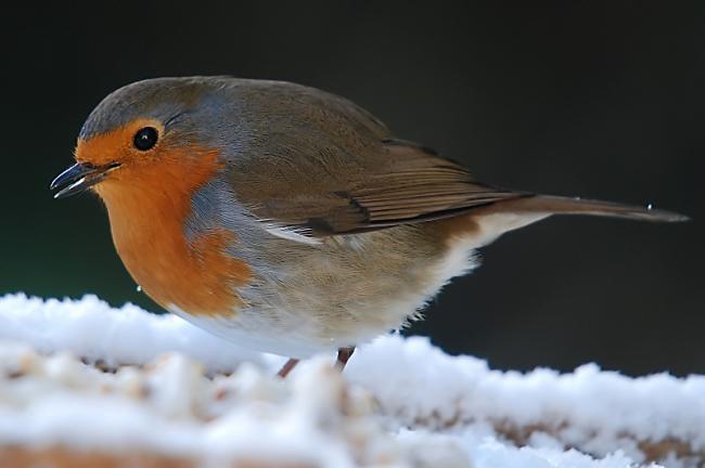 Robin