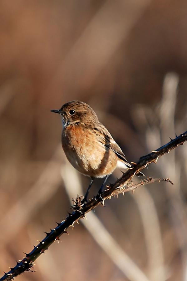 Stonechat