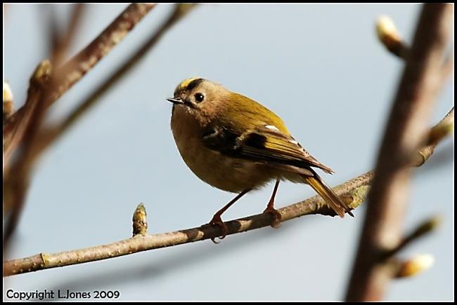 Goldcrest