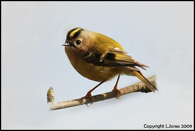 Goldcrest