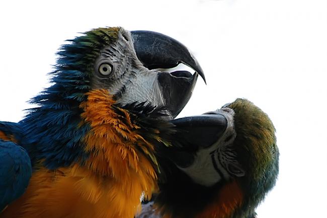 Blue and Gold Macaws