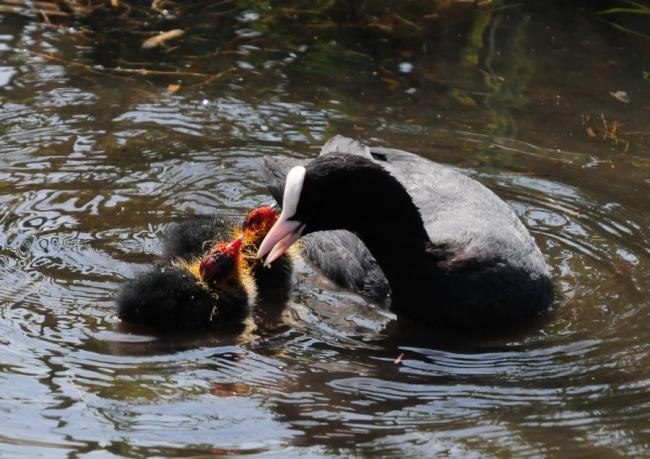 Coot with chicks