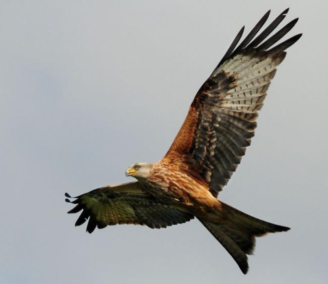 Red Kite